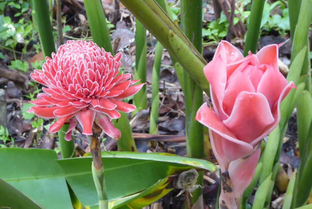 la arcadia institute tropical garden flower ernakulam kerala India