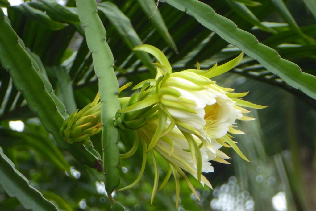 dragon fruit in tropical garden ernakulam kerala